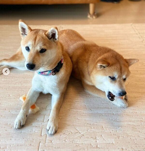 仲良しなあくびちゃんとむくりちゃん