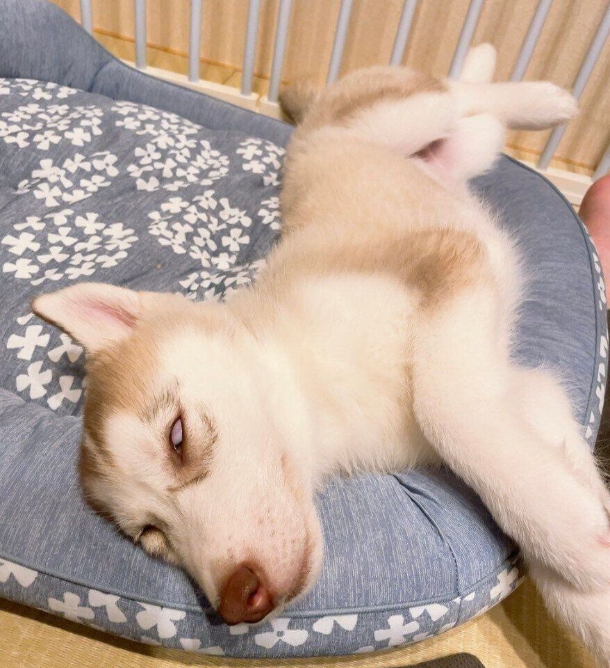 大胆に眠るアイリスちゃん