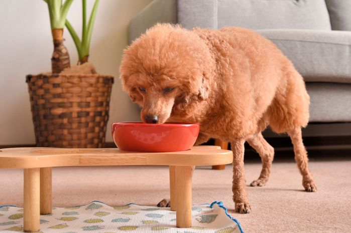 トイ・プードルと食器