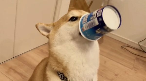 ヨーグルトを食べる柴犬