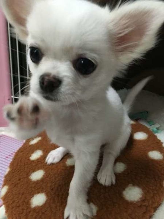かまって♡うどんちゃん