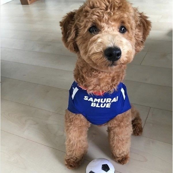 サッカー応援ワンコ