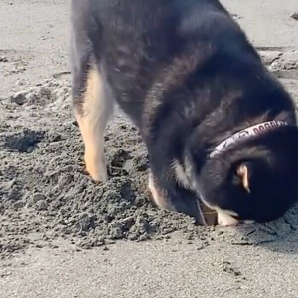 ホリホリするさくくん