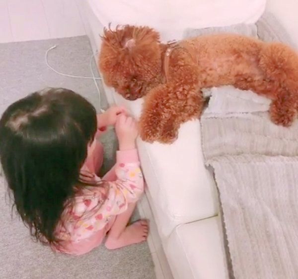 女の子の遊びに付き合うトイ・プードル