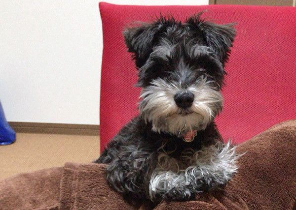 見つめるミニチュア・シュナウザー