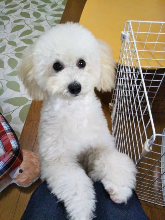 お出迎えするりらんちゃん