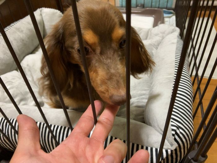 飼い主さんにあごをなでてもらうちるくん