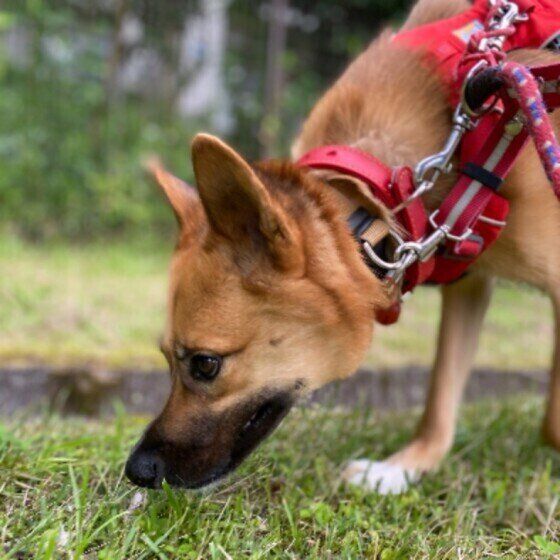 Mixの茶豆ちゃん♪