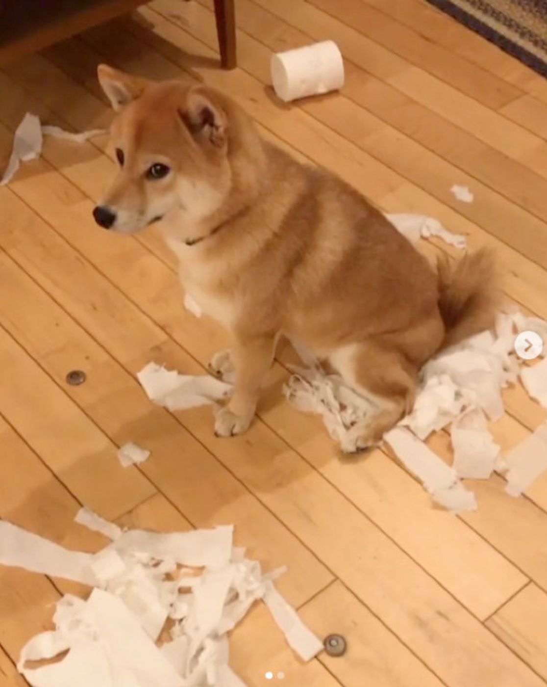 やっちゃいましたワン ワンコがド派手なイタズラ 反省顔 笑 いぬのきもちweb Magazine やっちゃいましたワン ワンコがド派手なイタズラ 反省顔 笑 いぬのきもちweb Magazine