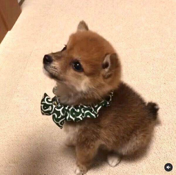 「マテ」の練習中にちょこちょこ動いてしまうコロちゃん