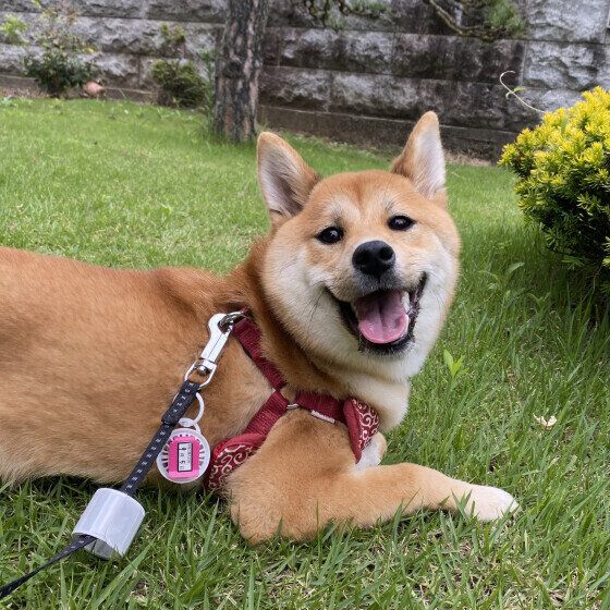 愛犬の肉球のケガにどう対応する？ 症状別の肉球トラブル対処法 いぬのきもち