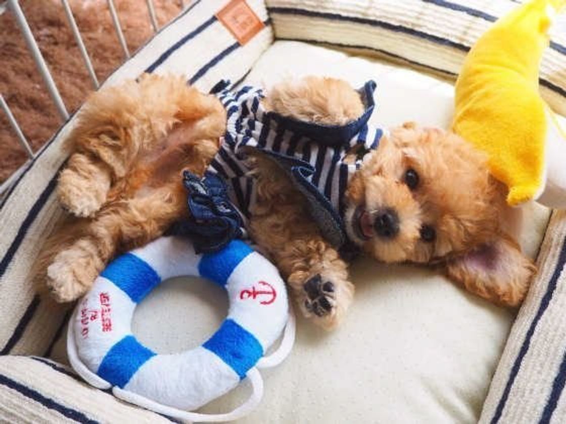 獣医師監修 トイ プードルにおすすめのドッグフードは いぬのきもちweb Magazine 獣医師監修 トイ プードルにおすすめのドッグフードは いぬのきもちweb Magazine