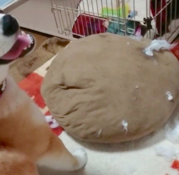 クッションをボロボロにする柴犬