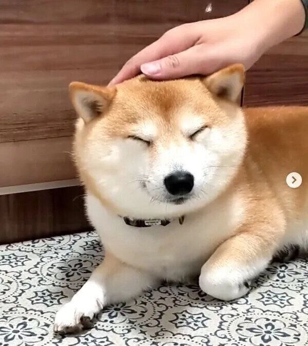 トントンされて気持ちよさそうな福来くん