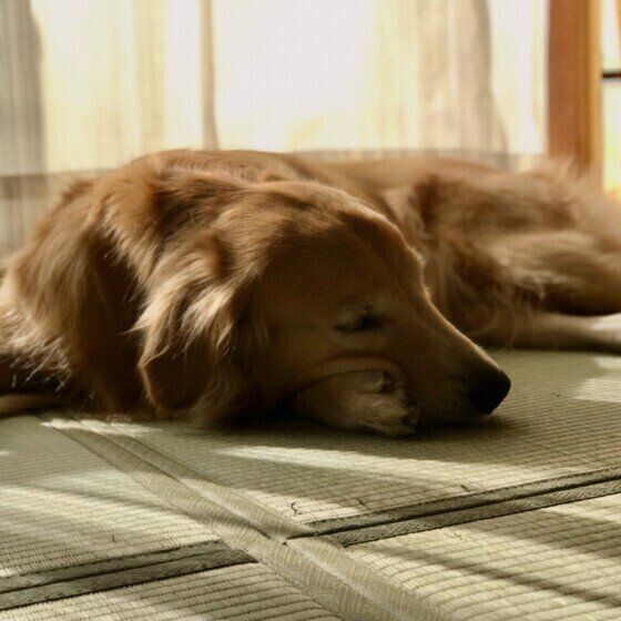 すやすや眠るゴールデン・レトリーバー