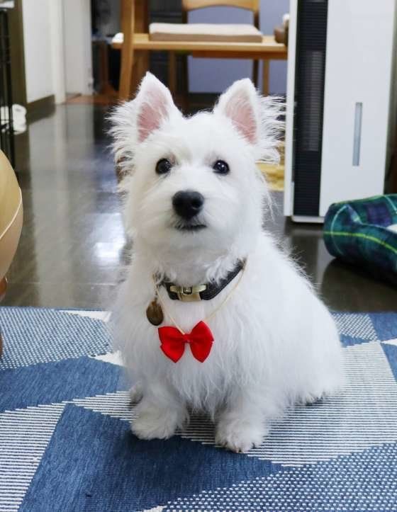 初トリミング！ウエスト・ハイランド・ホワイト・テリアのラフロイグ