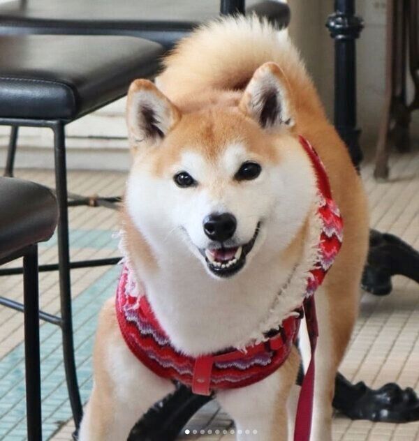 笑顔が可愛いチコちゃん