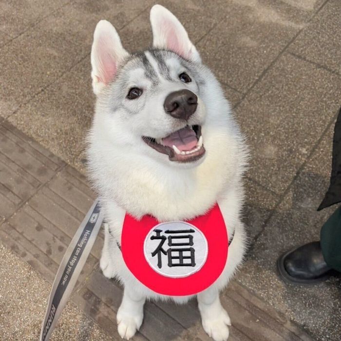 ニコッと笑う福丸くん