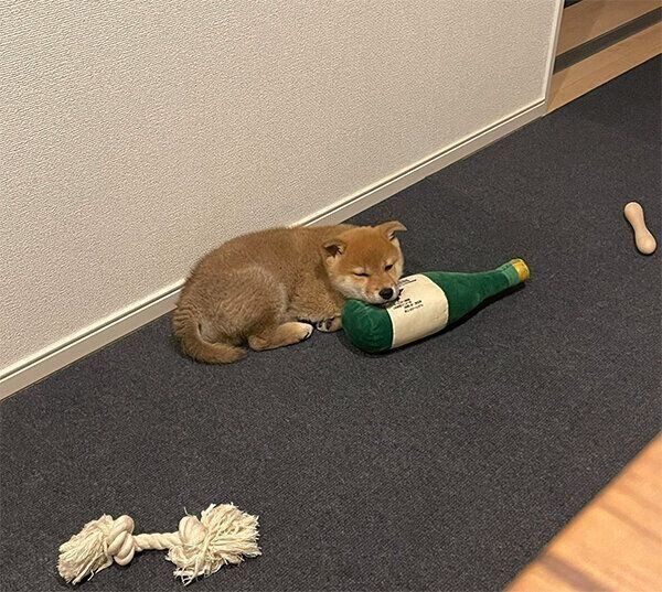 おもちゃにあごを乗せるぼんたんくん