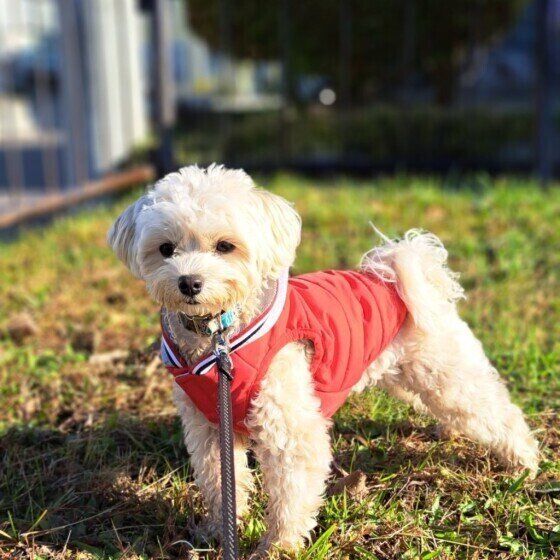 愛犬のために考えたい「冬散歩」の注意点 いぬのきもち