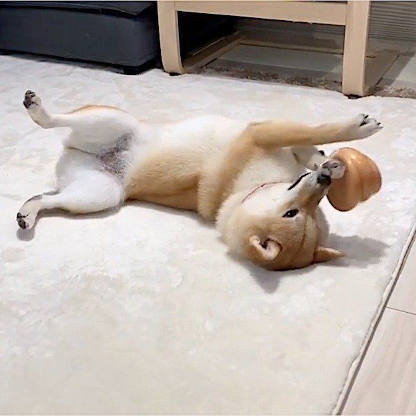 おもちゃで遊ぶ柴犬