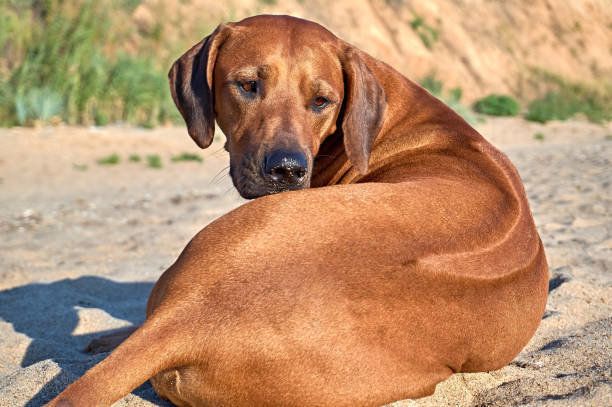 ローデシアン リッジバックの特徴 性格 最新価格と飼い方 いぬのきもち 犬図鑑 いぬのきもちweb Magazine