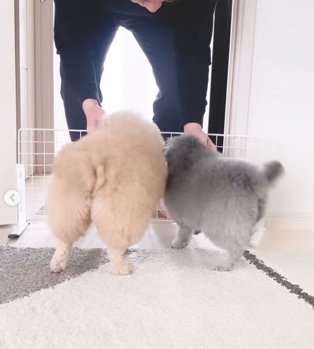 帰宅したパパさんを出迎えるこあちゃん、ミロちゃん