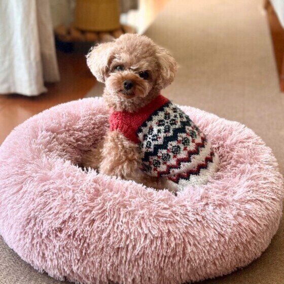 見つめるトイ・プードル