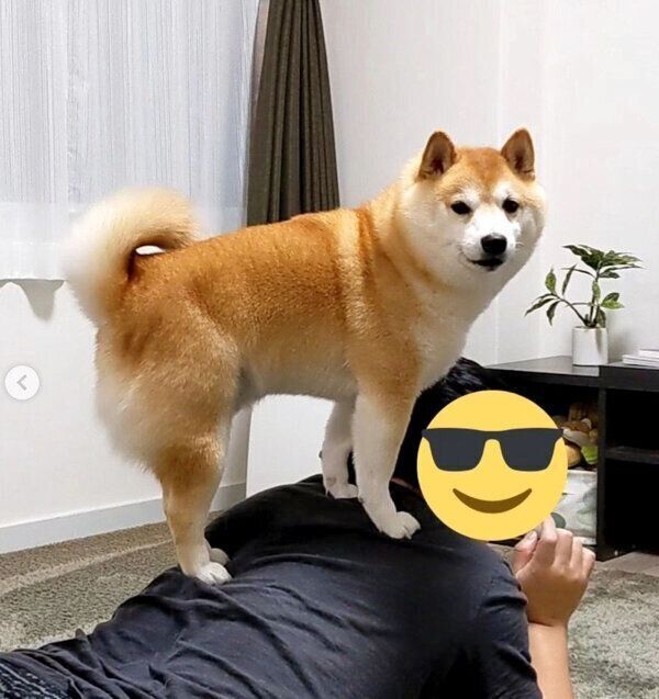 パパさんの背中の上に乗る福来くん