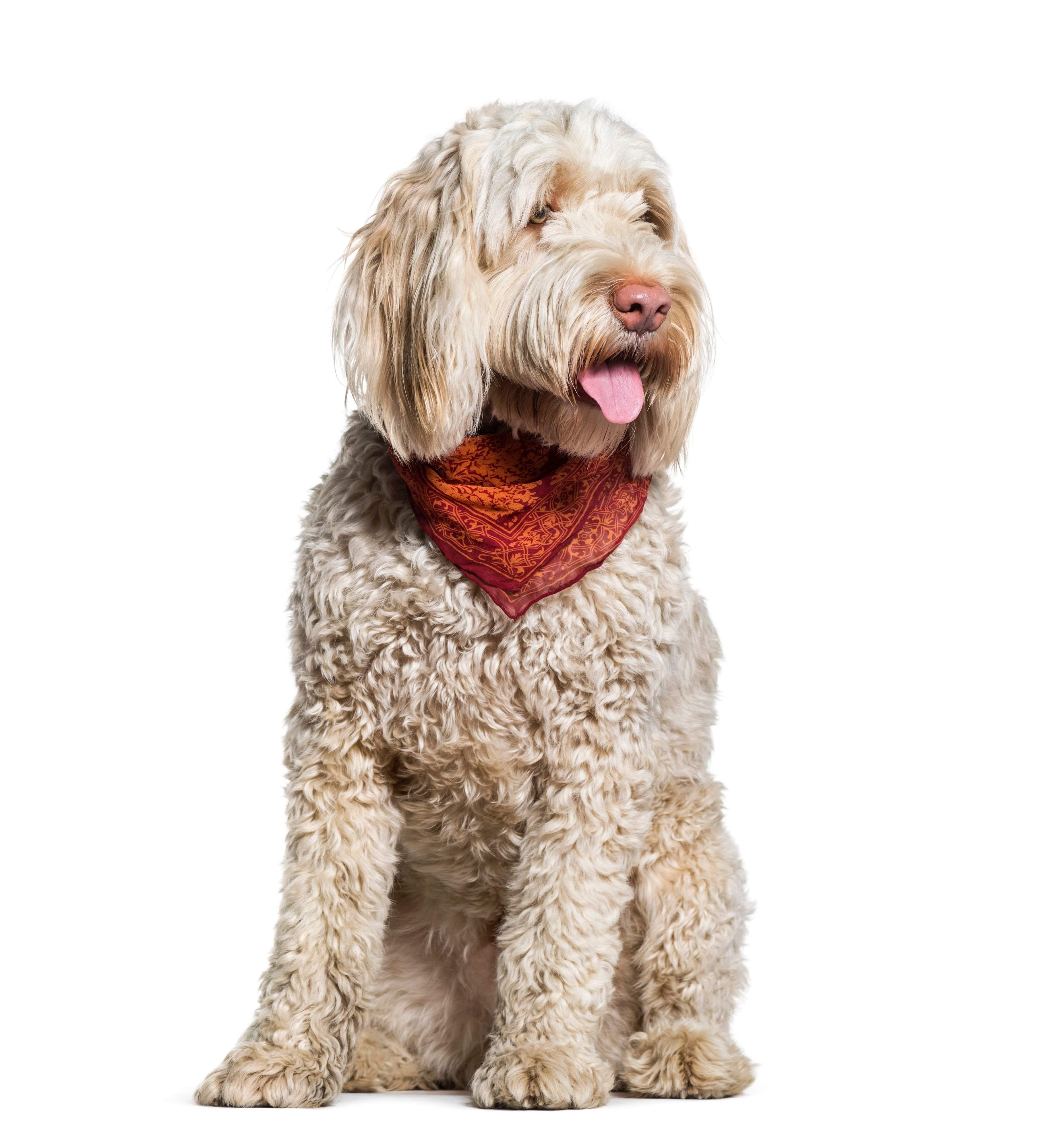 ポーチュギーズ・ウォーター・ドッグ