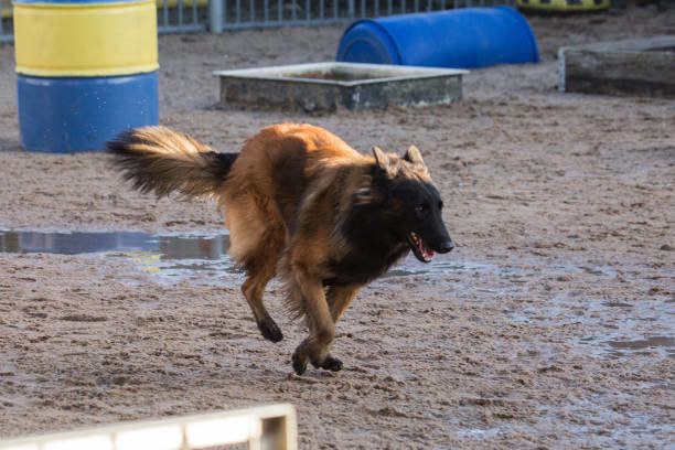 ベルジアン・シェパード・ドッグ・タービュレン