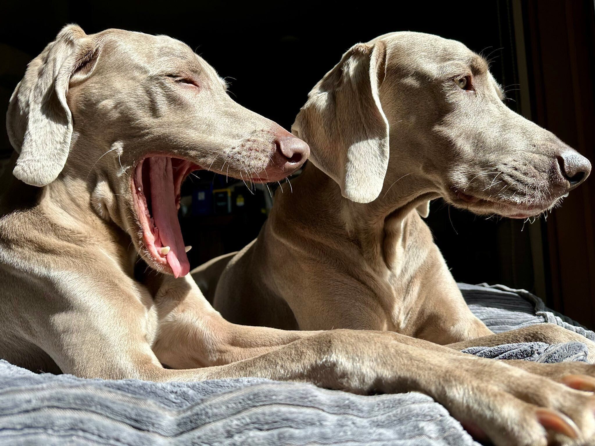 まったりするろあくん、るぴくん