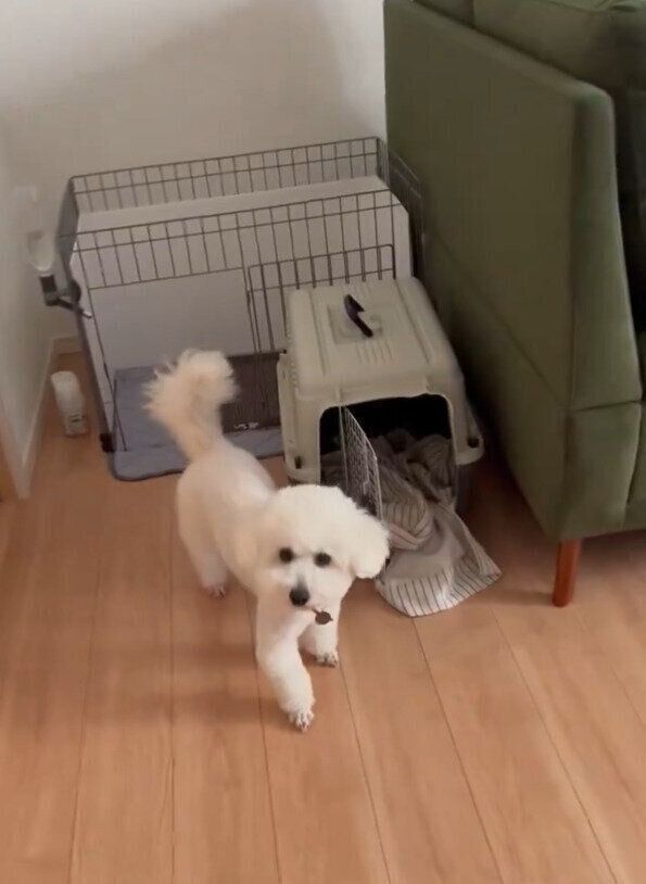 飼い主さんのことを見るしらたきくん