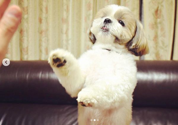 ハイタッチからの ワンコのかわいすぎる姿に悶絶必至 いぬのきもちweb Magazine