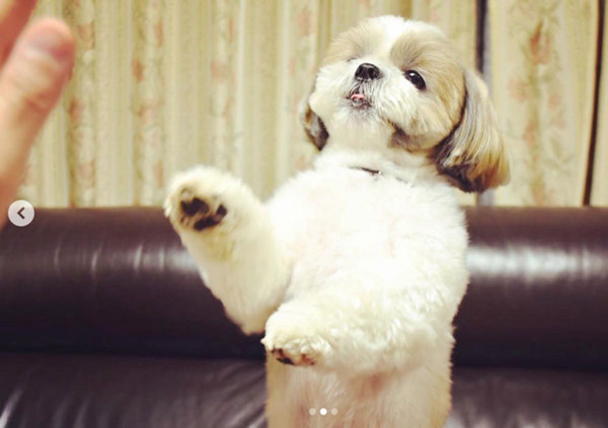 ハイタッチからの ワンコのかわいすぎる姿に悶絶必至 いぬのきもちweb Magazine ハイタッチからの ワンコのかわいすぎる姿に悶絶必至 いぬのきもちweb Magazine