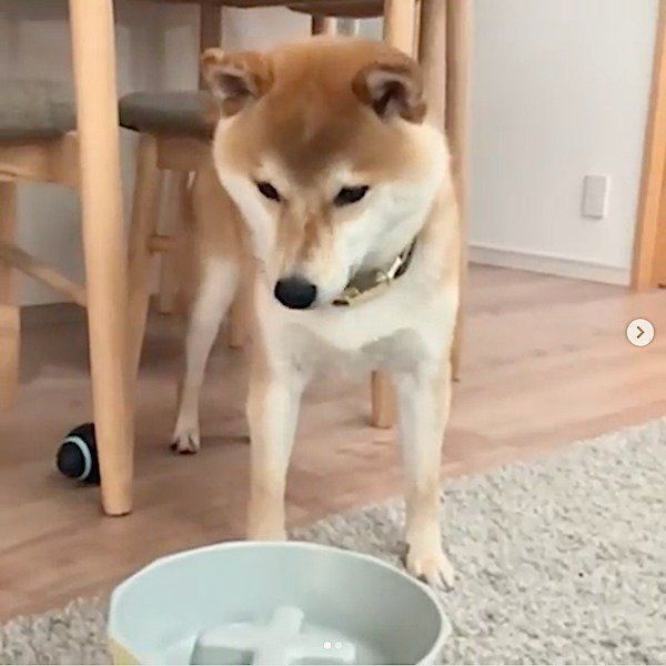 お皿を守る柴犬
