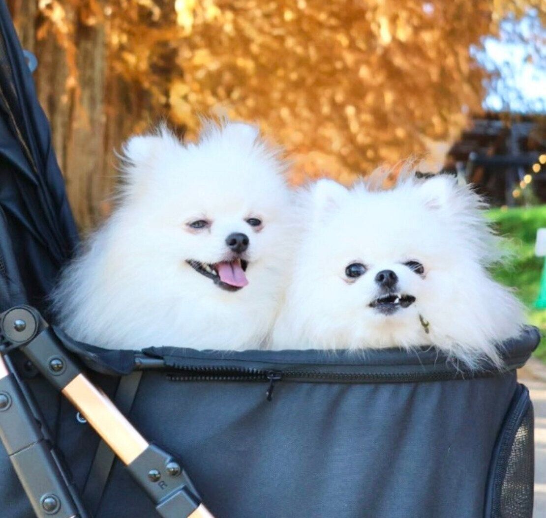 仲良くお出かけするももちゃん、ななちゃん