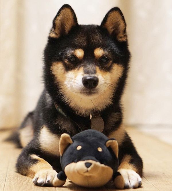 ダンボールを突き破る犬