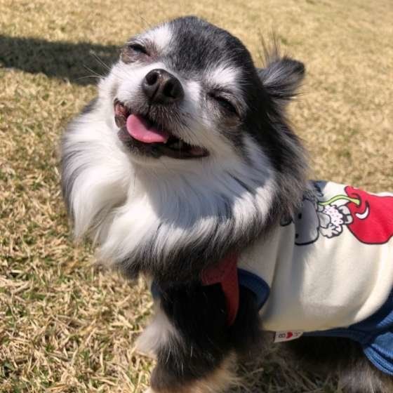 笑顔のチワワのちぃ