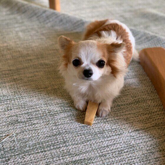 チワワのBelleちゃん