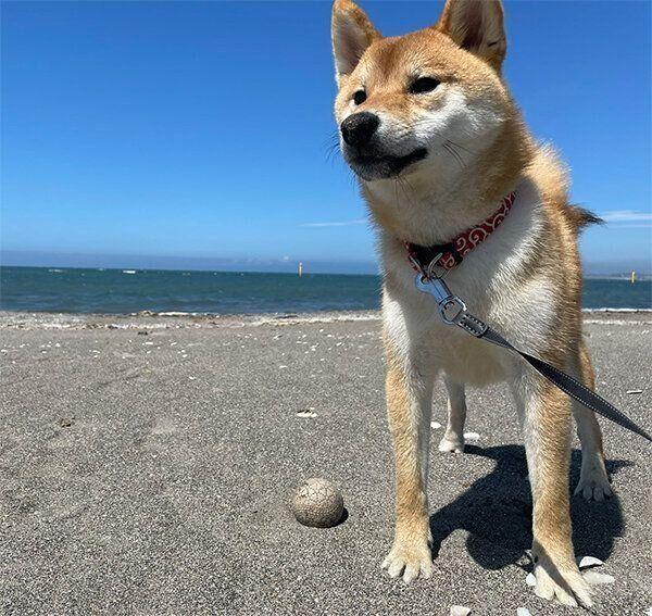 海に来た大桜くん