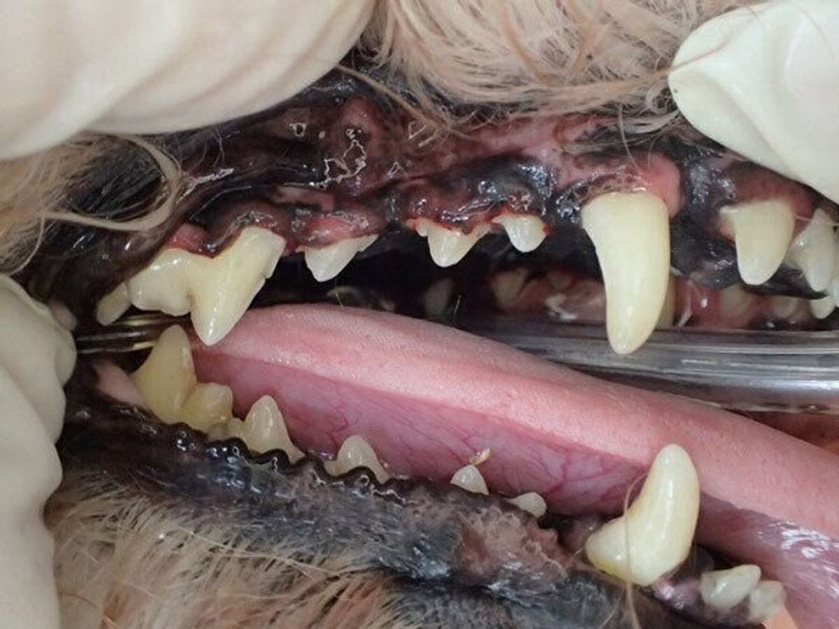 獣医師監修 犬の歯石除去の方法は 麻酔のリスクや自宅ケアを解説 いぬのきもちweb Magazine 獣医師監修 犬の歯石除去の方法は 麻酔のリスクや自宅ケアを解説 いぬのきもちweb Magazine