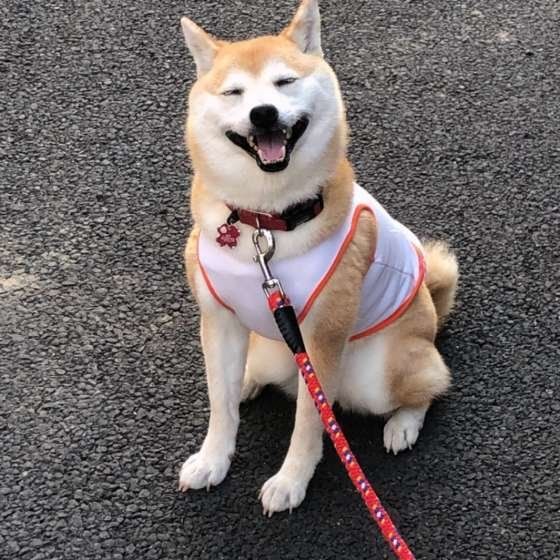 笑顔の柴犬