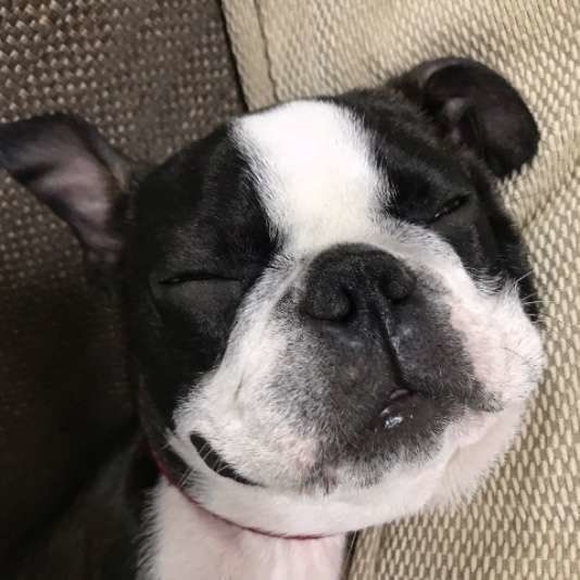 ボストン・テリア