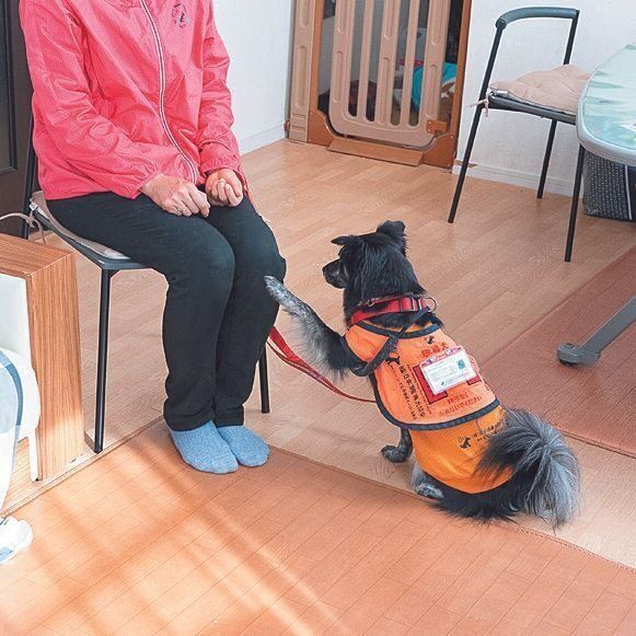 病院などでベルを鳴らしてもらい順番が来たことをユーザーに教える訓練。元保護犬のひさちゃんが練習しました