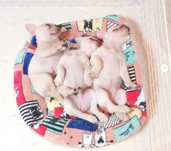 寄り添って眠るリブちゃん、ツブちゃん、ラブちゃん