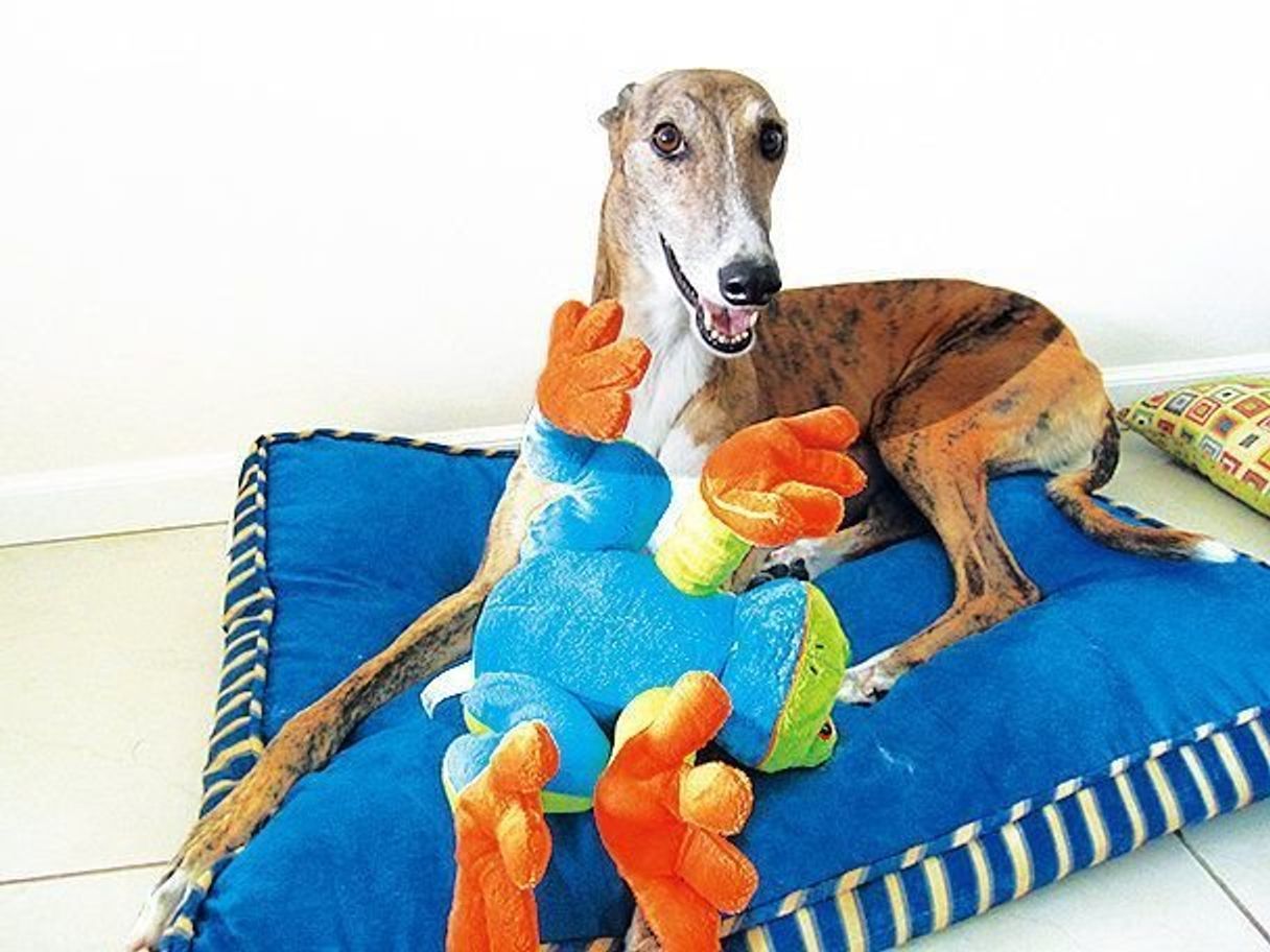 しつけのとき気が散りやすい犬種は 犬種なんでもランキング いぬのきもちweb Magazine しつけのとき気が散りやすい犬種は 犬種なんでもランキング いぬのきもちweb Magazine