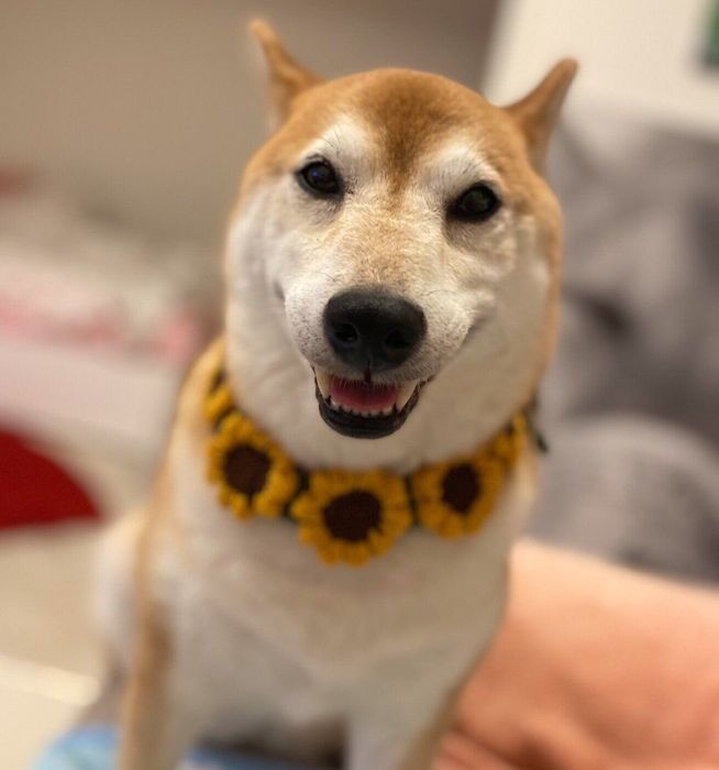 笑顔が可愛いロコちゃん