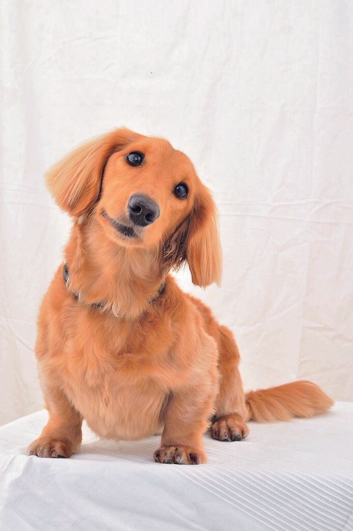 画像はミニチュア・ダックスフンド