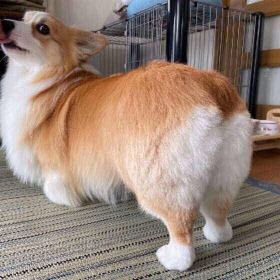 ウェルシュ・コーギー・ペンブロークの琉羽来ちゃんのお尻